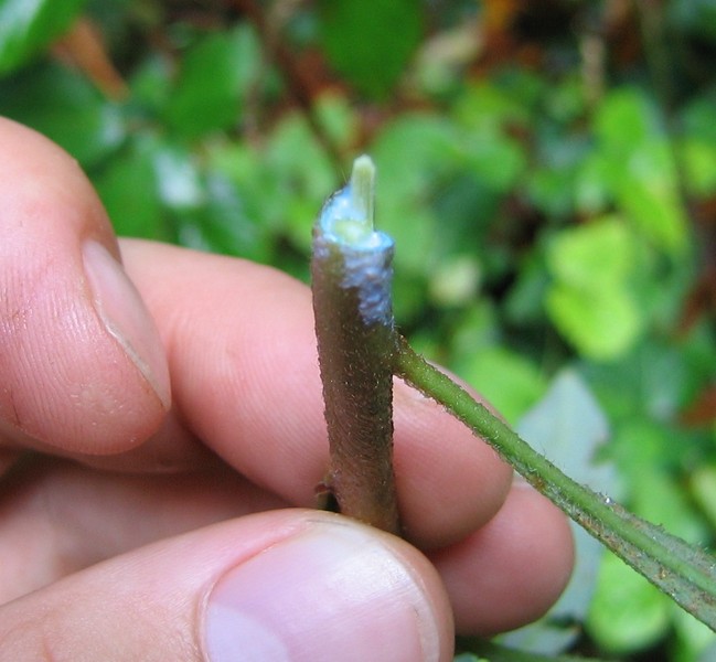 Euphorbia amygdaloides